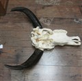 vattenbuffeltjur 146 under B65cm.jpg