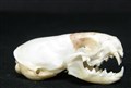 vessla ca 4 cm .jpg