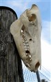 vildsvin kranium överlinje 34,5 cm.jpg