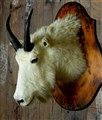 vit bergsget mkt maskilin.jpg