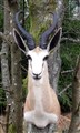 vit mkt vacker fin springbock m horn bogmontering.jpg
