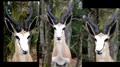 vit springbock III  närbild.jpg