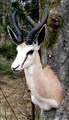 vit springbock m horn fram III höger.jpg
