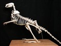 wallaby.jpg