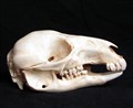 wallaby ostoligi höger.jpg