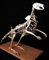 wallaby skelett höger.jpg