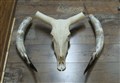 watusi 103 delad framifrån.jpg
