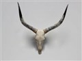 watusi longhorn 103 fram.jpg