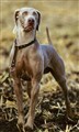 wermainerhund står.jpg