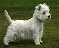 west highland terrier live.jpg
