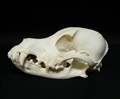 west highland terrier sidan.jpg