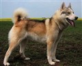 west siberian lajka hund.jpg