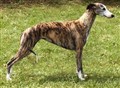 whippet live.jpg