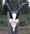 xlgb långa horn.jpg