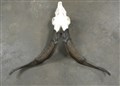 xxl getabock hornspets ner till underkäke 62-63cm.jpg