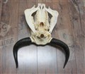 yak fram naturell undersida.jpg