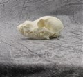 yorkshireterrier höger.jpg