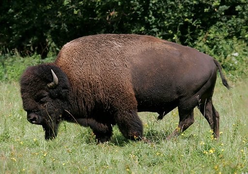Am bison