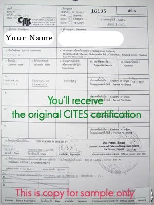 cites