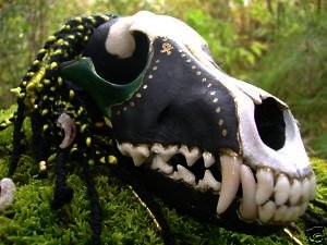 m&aring;lad coyote