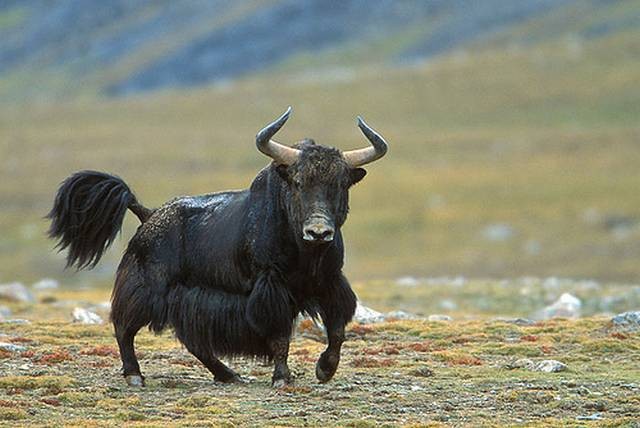 wild yak